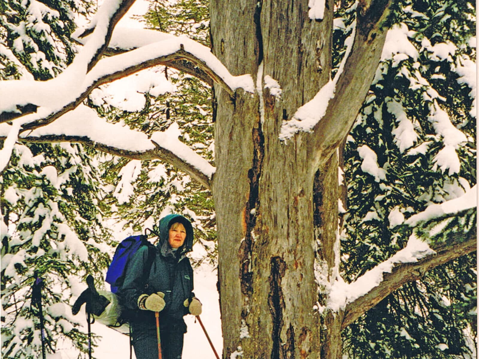 Jättetorraka på Römmelsön vinter, kvinna vid träd