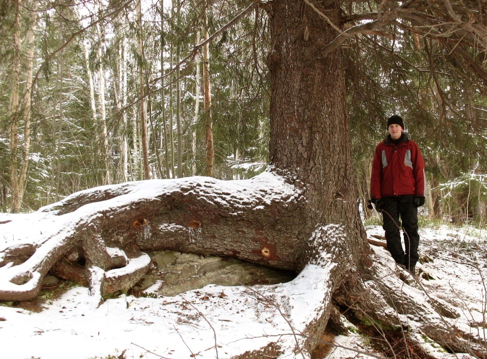 Vitbergets jättegran