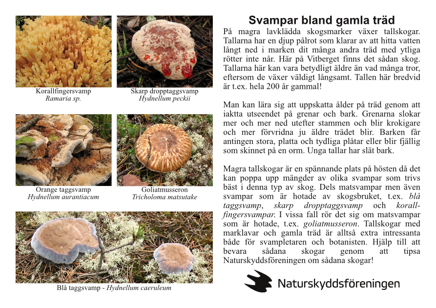 naturstig-svampar-bland-träd-page001