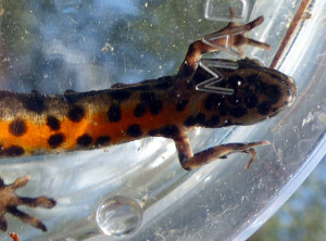 Salamanderbuk